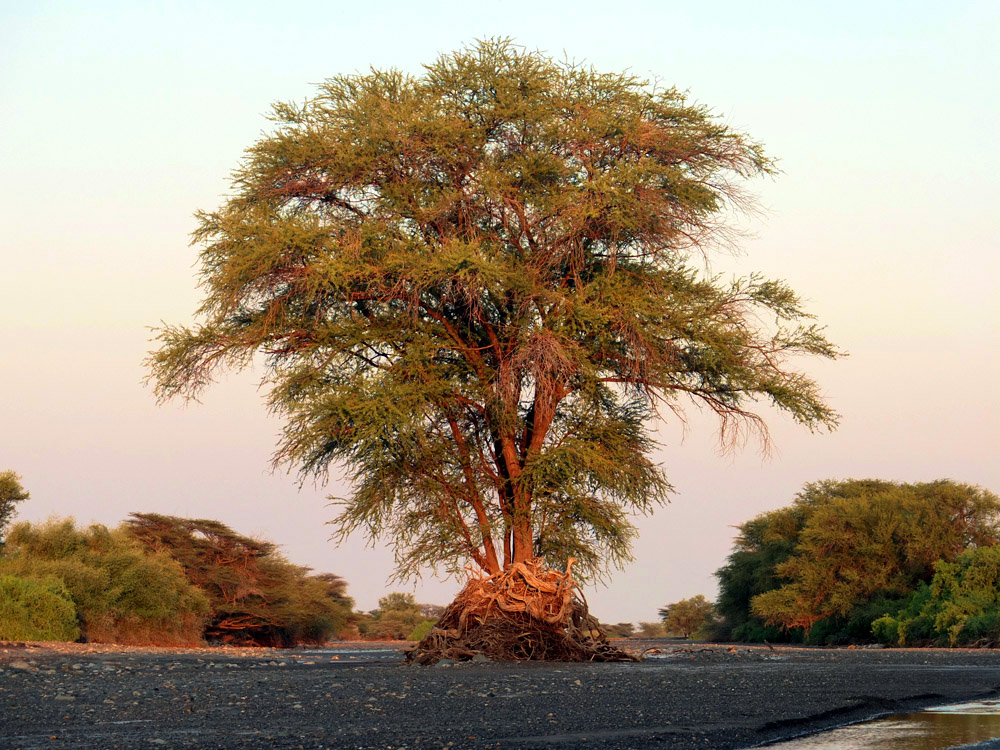 Acacia tree at sunset by the Kokiselei river, Turkana