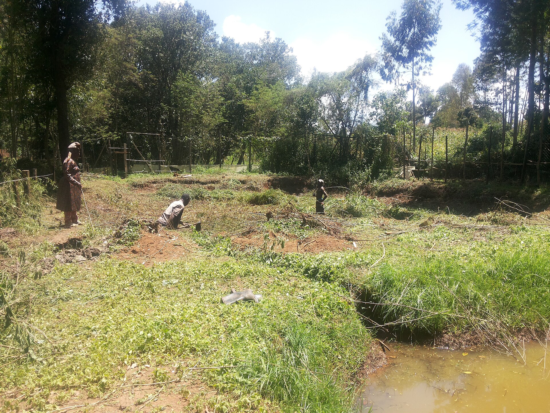 A community tree-planting initiative in Kenya